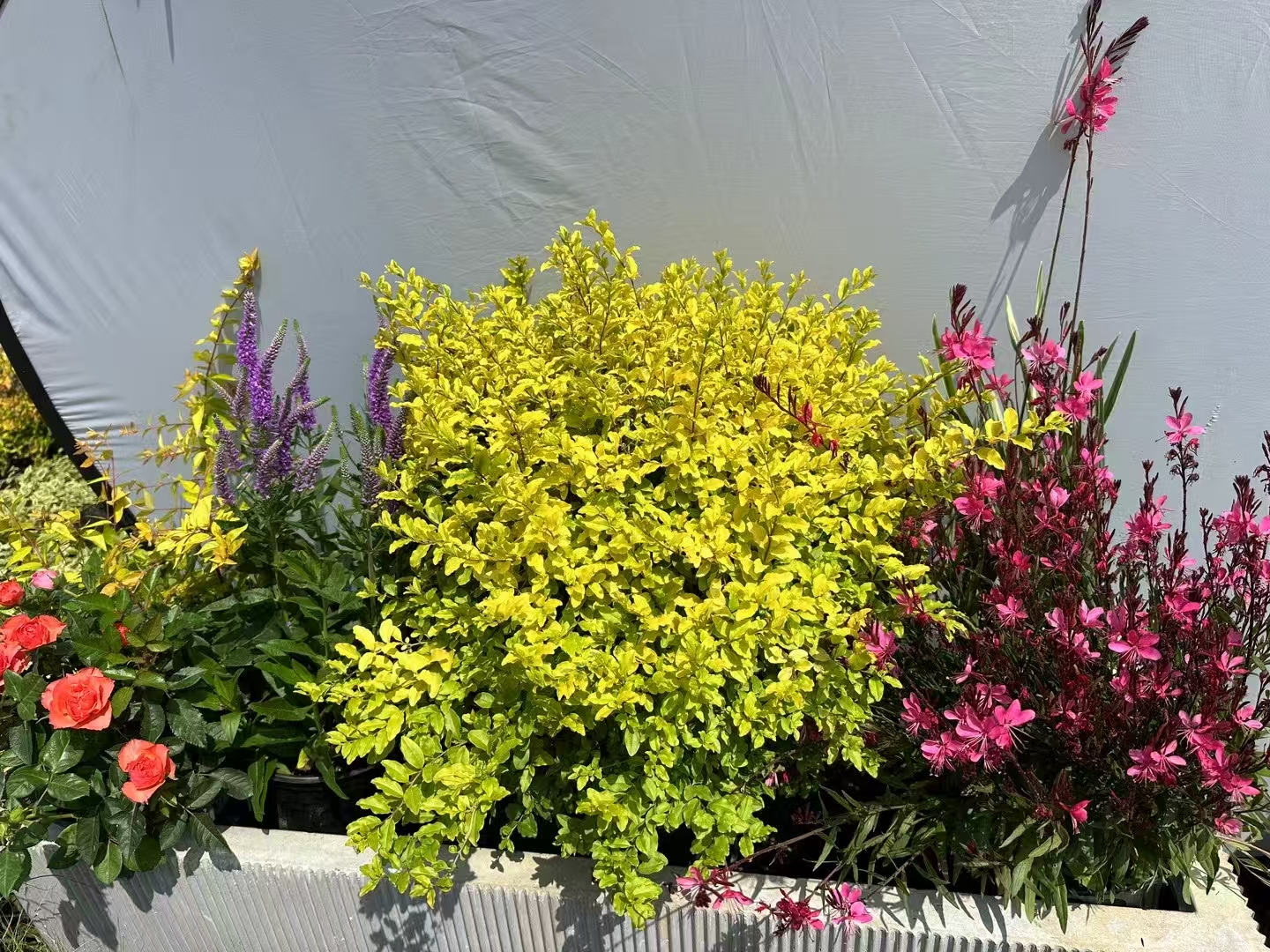 绿植租赁