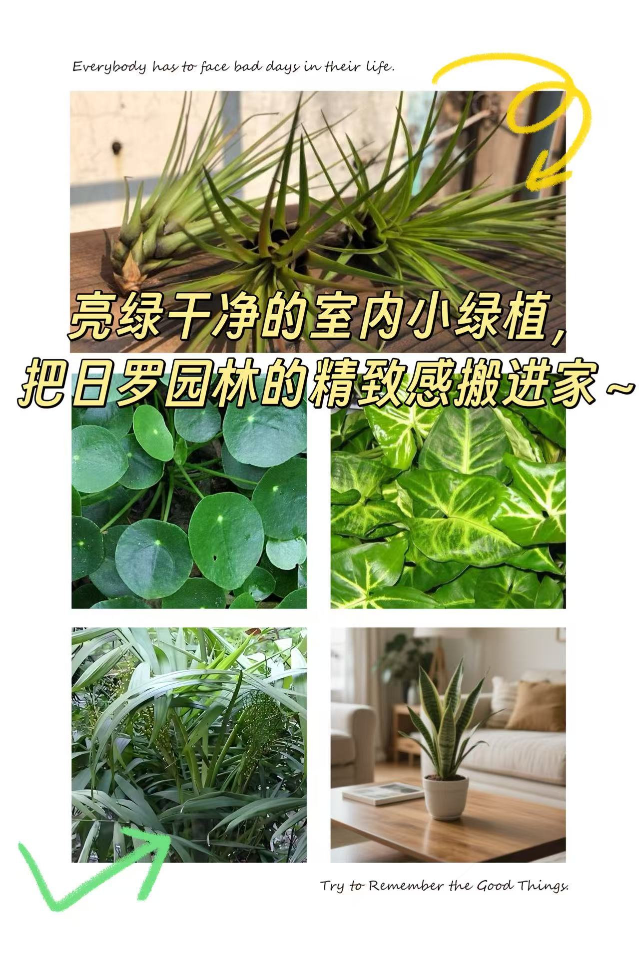 绿植养护 绿植养护