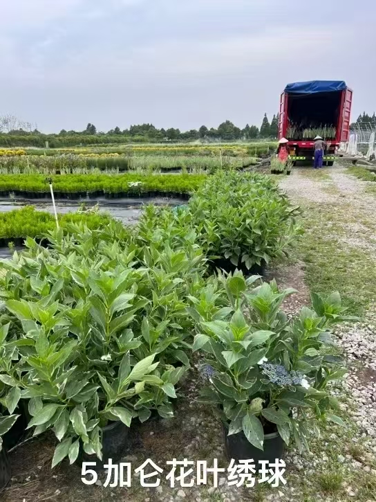 园林景观 园林景观