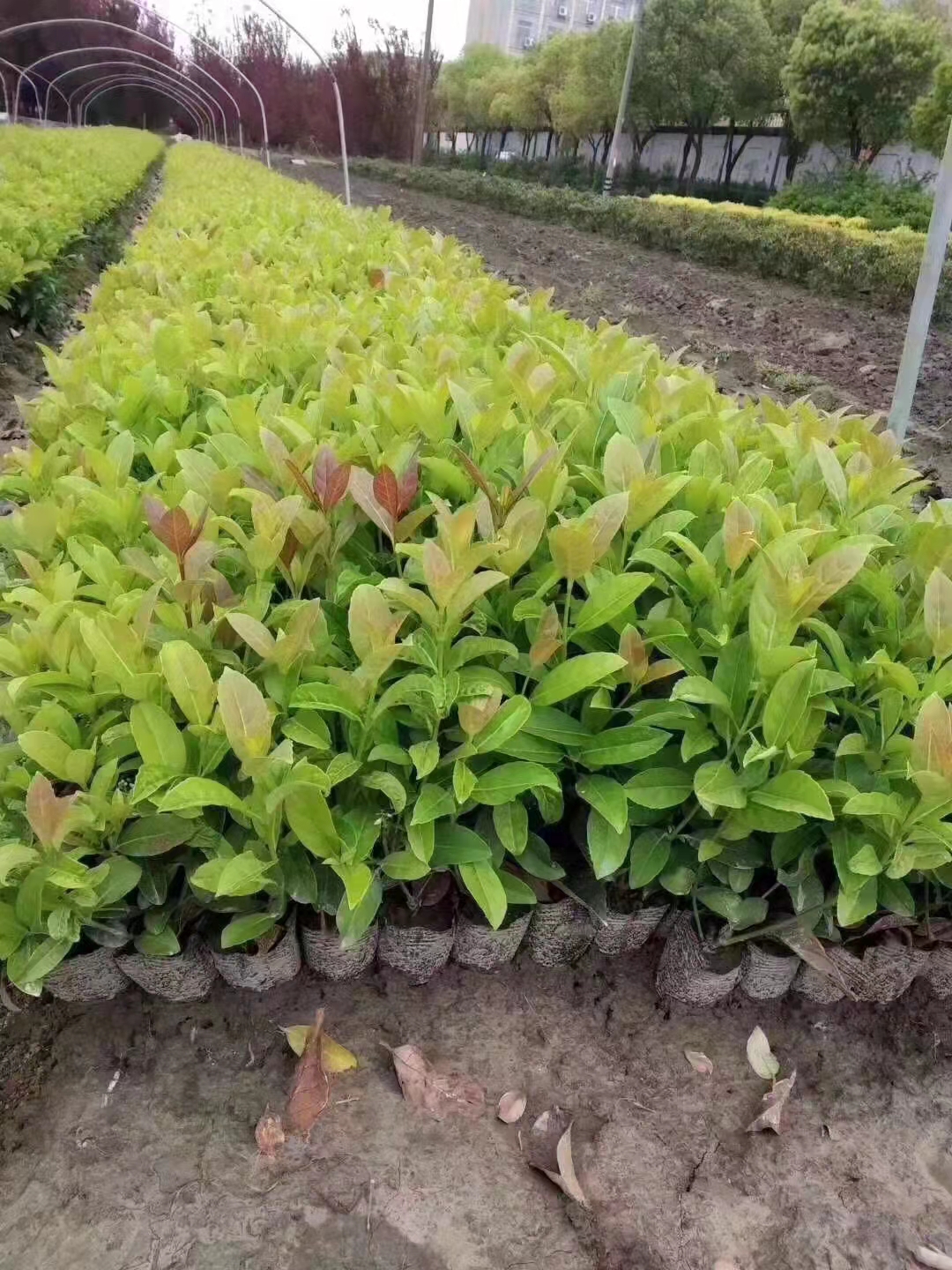 苗木出售
